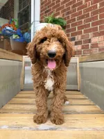 Dark green collar, a male Poodle - Standard  for sale in Trinity, NC – Photo 2 of 5