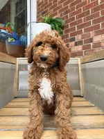 Dark green collar, a male Poodle - Standard  for sale in Trinity, NC – Photo 5 of 5