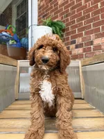 Dark green collar, a male Poodle - Standard  for sale in Trinity, NC – Photo 3 of 5