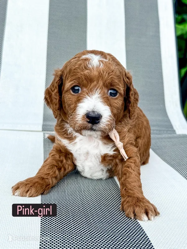 Pink – Miniature Goldendoodle puppy for sale in Trinity, NC