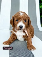 Pink, a female Miniature Goldendoodle for sale in Trinity, NC – 1 of 3