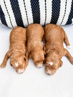 Yellow, a female Miniature Goldendoodle for sale in Trinity, NC – 3 of 3