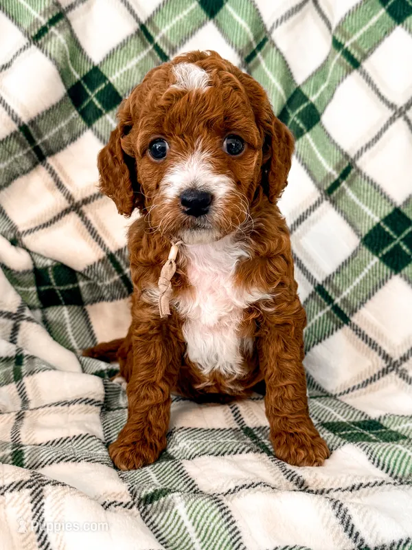 Pink – Miniature Goldendoodle puppy for sale in Trinity, NC