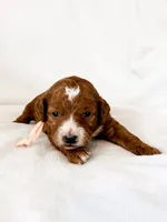 Pink, a female Miniature Goldendoodle for sale in Trinity, NC – 3 of 3