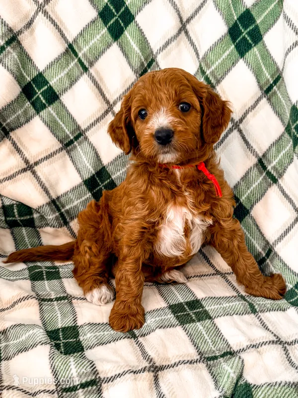 Red  – Miniature Goldendoodle puppy for sale in Trinity, NC