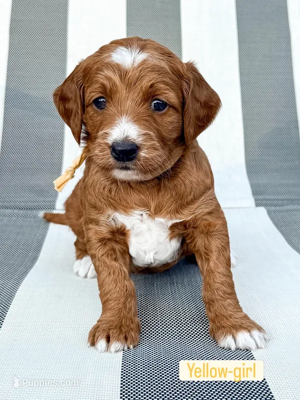 Yellow – Miniature Goldendoodle puppy for sale in Trinity, NC