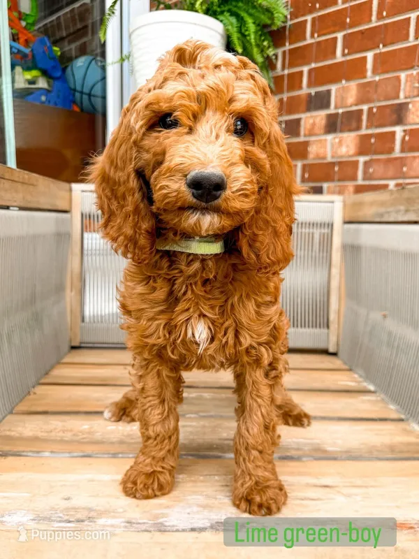 Lime green collar – Poodle - Standard  puppy for sale in Trinity, NC