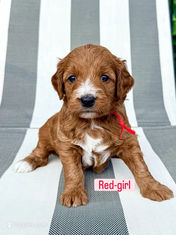 Red  – Miniature Goldendoodle puppy for sale in Trinity, NC