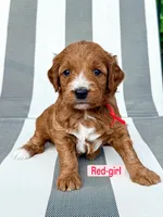 Red , a female Miniature Goldendoodle for sale in Trinity, NC – 1 of 3