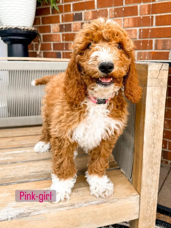 Pink collar – Poodle - Standard  puppy on hold in Trinity, NC