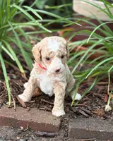 CHARMING CHAMP, a male Miniature Goldendoodle for sale in Saint Marys, KS – 2 of 8