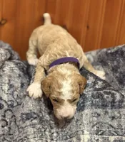 STRONG SPARKY, a male Miniature Goldendoodle for sale in Saint Marys, KS – 8 of 9