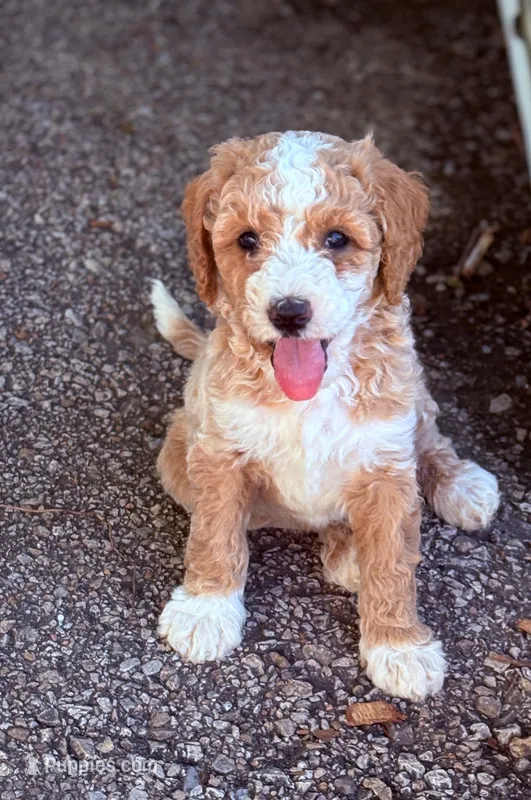SMART  SPARKY – Miniature Goldendoodle puppy for sale in Saint Marys, KS