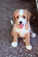 SMART  SPARKY, a male Miniature Goldendoodle for sale in Saint Marys, KS – 1 of 8