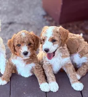 MERICA, a male Miniature Goldendoodle for sale in Saint Marys, KS – 4 of 8