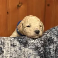 CUDDLY PUDDLES, a male Miniature Goldendoodle for sale in Saint Marys, KS – 6 of 9