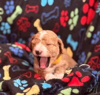 SWEET SWEETIE, a female Miniature Goldendoodle for sale in Saint Marys, KS – 2 of 9