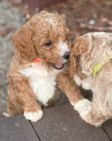 MERICA, a male Miniature Goldendoodle for sale in Saint Marys, KS – 8 of 8