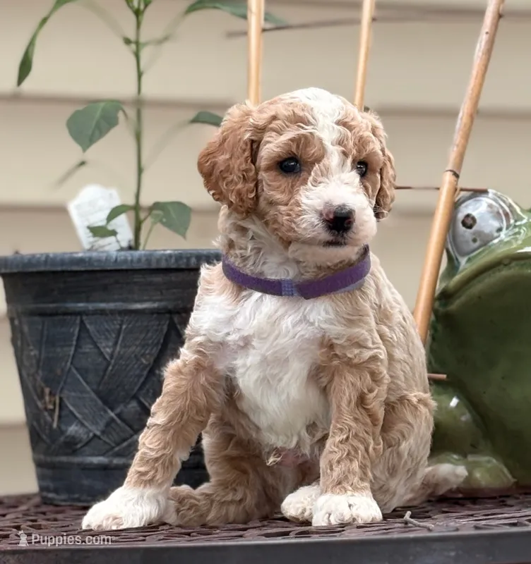 SPUNKY  SPARKY – Miniature Goldendoodle puppy for sale in Saint Marys, KS