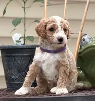 SPUNKY  SPARKY, a male Miniature Goldendoodle for sale in Saint Marys, KS – 1 of 9