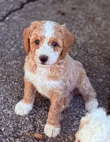 SMART  SPARKY, a male Miniature Goldendoodle for sale in Saint Marys, KS – 3 of 8