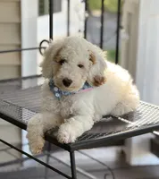 STUNNING STELLA, a female Miniature Goldendoodle for sale in Saint Marys, KS – 8 of 10