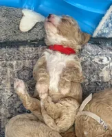 SMART CHAMP, a male Miniature Goldendoodle for sale in Saint Marys, KS – 6 of 9