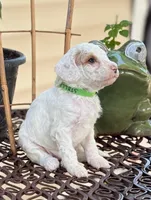 SNOWY WHITE  STELLA, a female Miniature Goldendoodle for sale in Saint Marys, KS – 4 of 5