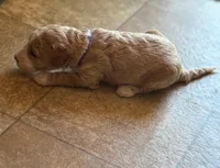 CUDDLY PUDDLES, a male Miniature Goldendoodle for sale in Saint Marys, KS – 4 of 9