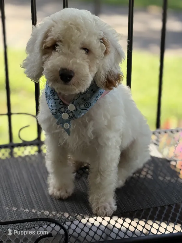 STUNNING STELLA – Miniature Goldendoodle puppy for sale in Saint Marys, KS