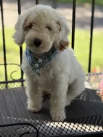 STUNNING STELLA, a female Miniature Goldendoodle for sale in Saint Marys, KS – 1 of 10