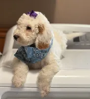 STUNNING STELLA, a female Miniature Goldendoodle for sale in Saint Marys, KS – 7 of 10