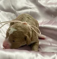 LITTLE SWEETIE, a female Miniature Goldendoodle for sale in Saint Marys, KS – 2 of 7
