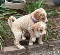 SPUNKY  SPARKY, a male Miniature Goldendoodle for sale in Saint Marys, KS – 6 of 9