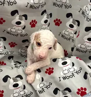 SNOWY WHITE  STELLA, a female Miniature Goldendoodle for sale in Saint Marys, KS – 3 of 9