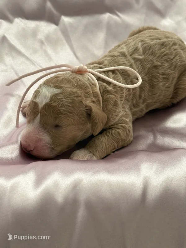 LITTLE SWEETIE – Miniature Goldendoodle puppy for sale in Saint Marys, KS