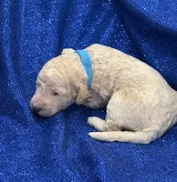 PUDDLES, a male Miniature Goldendoodle for sale in Saint Marys, KS – 4 of 7