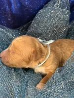 MAX, a male Miniature Goldendoodle for sale in Saint Marys, KS – 2 of 4