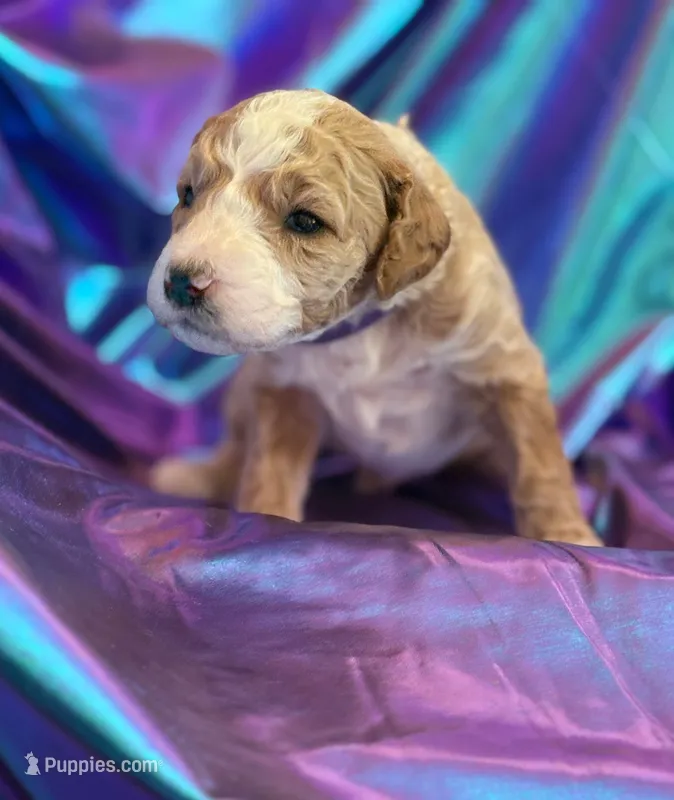 STRONG SPARKY – Miniature Goldendoodle puppy for sale in Saint Marys, KS