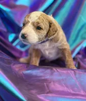 STRONG SPARKY, a male Miniature Goldendoodle for sale in Saint Marys, KS – 1 of 9