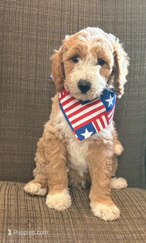 SPARKLER – Miniature Goldendoodle puppy for sale in Saint Marys, KS