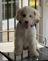 STUNNING STELLA, a female Miniature Goldendoodle for sale in Saint Marys, KS – 6 of 10