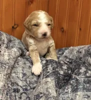 STRONG SPARKY, a male Miniature Goldendoodle for sale in Saint Marys, KS – 2 of 9