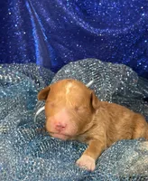 MAX, a male Miniature Goldendoodle for sale in Saint Marys, KS – 1 of 4