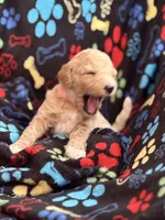 GENTLE FI-FI, a female Miniature Goldendoodle for sale in Saint Marys, KS – 7 of 10