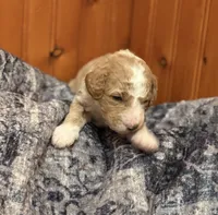 STRONG SPARKY, a male Miniature Goldendoodle for sale in Saint Marys, KS – 4 of 9