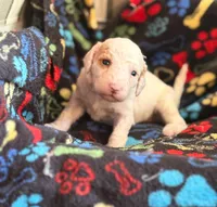 SNOWY WHITE  STELLA, a female Miniature Goldendoodle for sale in Saint Marys, KS – 8 of 9