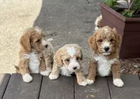 MERICA, a male Miniature Goldendoodle for sale in Saint Marys, KS – 2 of 8
