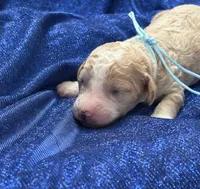 SPARKY, a male Miniature Goldendoodle for sale in Saint Marys, KS – 3 of 5