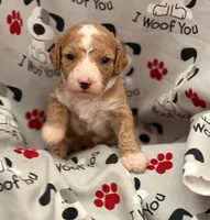 ADORABLE MIA, a female Miniature Goldendoodle for sale in Saint Marys, KS – 8 of 10